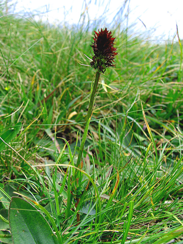 Nigritella rhellicani